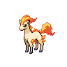 ponyta